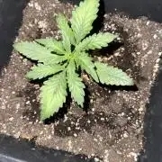 FastBuds Purple lemonade auto 1.6.2026