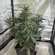 FastBuds Purple lemonade auto 1.6.2026