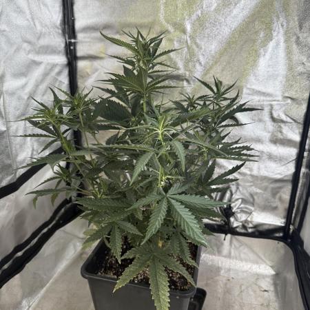 FastBuds Purple lemonade auto 1.6.2026