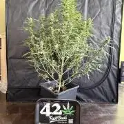 Gorilla Z auto / perpetual grow fastbuds