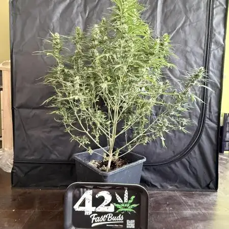 Gorilla Z auto / perpetual grow fastbuds
