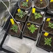 FastBuds x Medic grow test