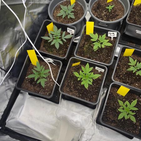 FastBuds x Medic grow test