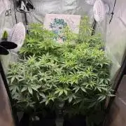 Autumn auto run FastBuds