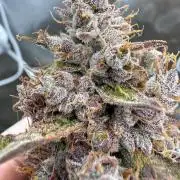 FastBuds x Medic grow test