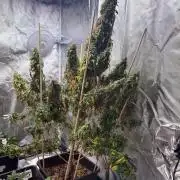 Gorilla Z auto / perpetual grow fastbuds