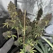 Purple lemonade auto
