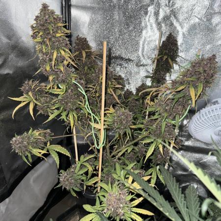 Purple lemonade auto