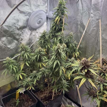 Gorilla Z auto / perpetual grow fastbuds