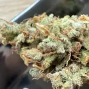 Mango cherry runtz auto /perpetual grow