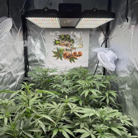 Fastbuds unreleased champions mix auto