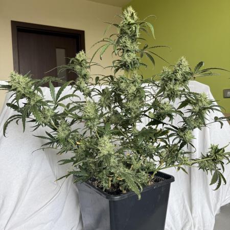 Mango cherry runtz auto /perpetual grow