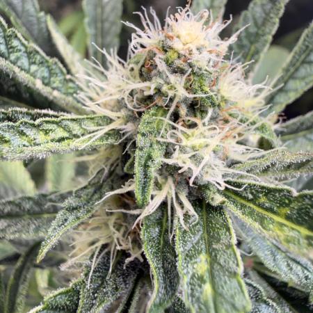 FastBuds x Medic grow test