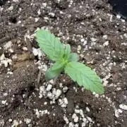 Gorilla Z auto #2