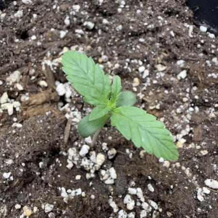 Gorilla Z auto #2