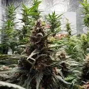 Fastbuds unreleased champions mix auto
