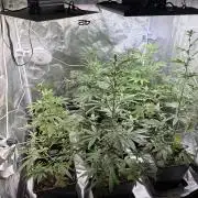 FastBuds x Medic grow test