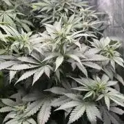 Fastbuds unreleased champions mix auto