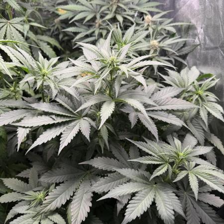 Fastbuds unreleased champions mix auto