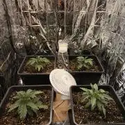 Fastbuds unreleased champions mix auto