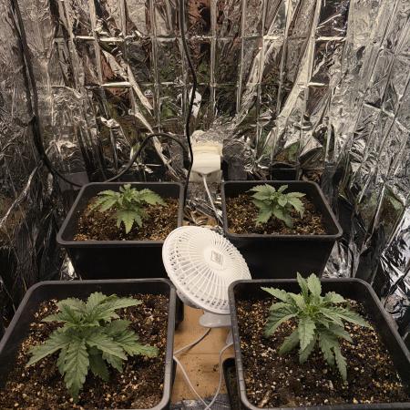 Fastbuds unreleased champions mix auto