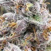 FastBuds x Medic grow test