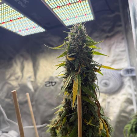 Gorilla Z auto / perpetual grow fastbuds