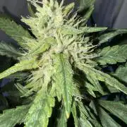 Mango cherry runtz auto /perpetual grow