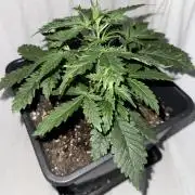 Gorilla Z auto / perpetual grow fastbuds