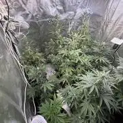 FastBuds x Medic grow test