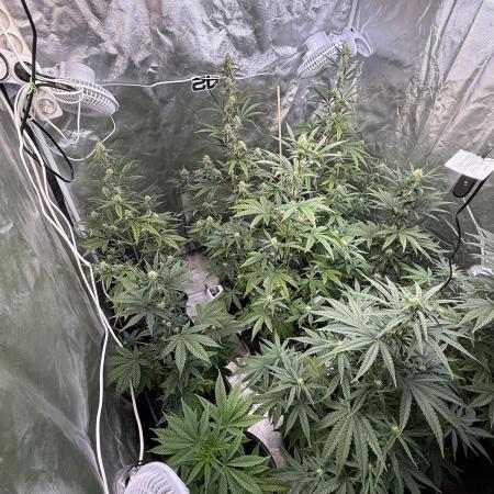 FastBuds x Medic grow test