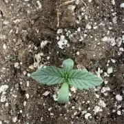 Fastbuds unreleased champions mix auto