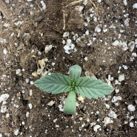 Fastbuds unreleased champions mix auto
