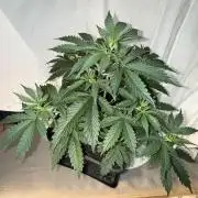 Gorilla Z auto / perpetual grow fastbuds