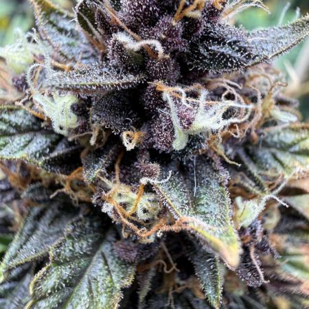 FastBuds Purple lemonade auto 1.6.2026