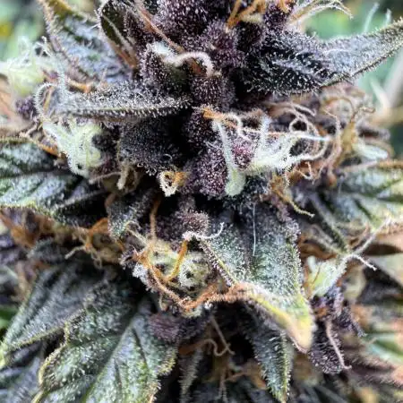 FastBuds Purple lemonade auto 1.6.2026
