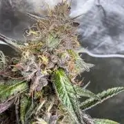 FastBuds x Medic grow test
