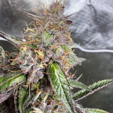 FastBuds x Medic grow test