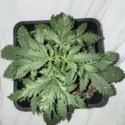 Gorilla Z auto / perpetual grow fastbuds