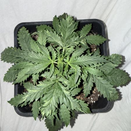 Gorilla Z auto / perpetual grow fastbuds