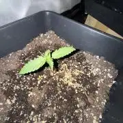 FastBuds Purple lemonade auto 1.6.2026