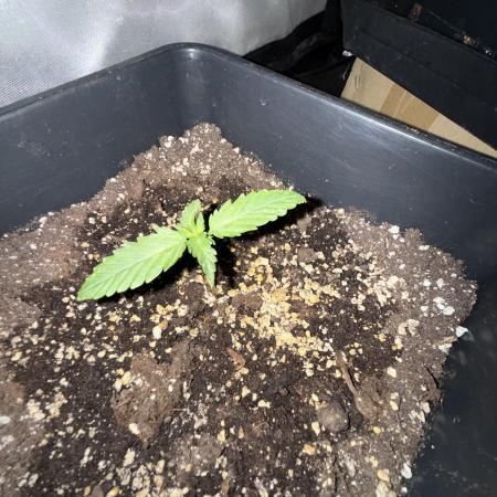 FastBuds Purple lemonade auto 1.6.2026