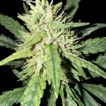 Mango cherry runtz auto /perpetual grow