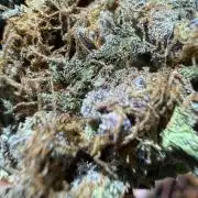 Only harvest