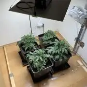 Fastbuds unreleased champions mix auto