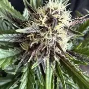 FastBuds Purple lemonade auto 1.6.2026