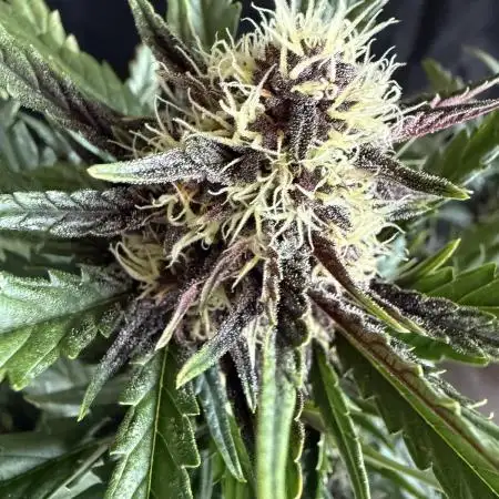 FastBuds Purple lemonade auto 1.6.2026