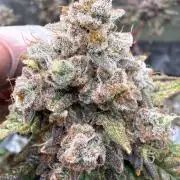 FastBuds x Medic grow test