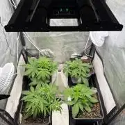 Autumn auto run FastBuds