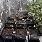 FastBuds x Medic grow test